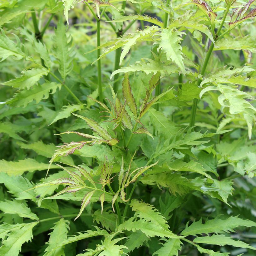 Trauben-Holunder Sutherland Gold - Sambucus racemosa (Laub)