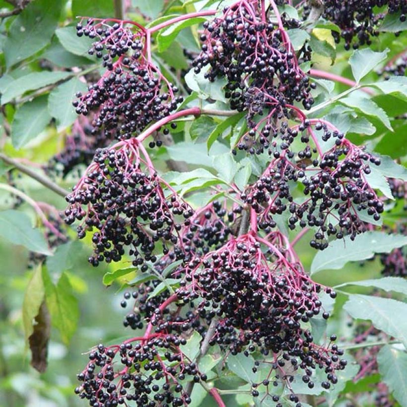 Schwarzer Holunder Haschberg - Sambucus nigra (Ernte)