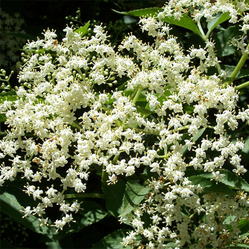 Schwarzer Holunder Korsor - Sambucus nigra (Blüte)