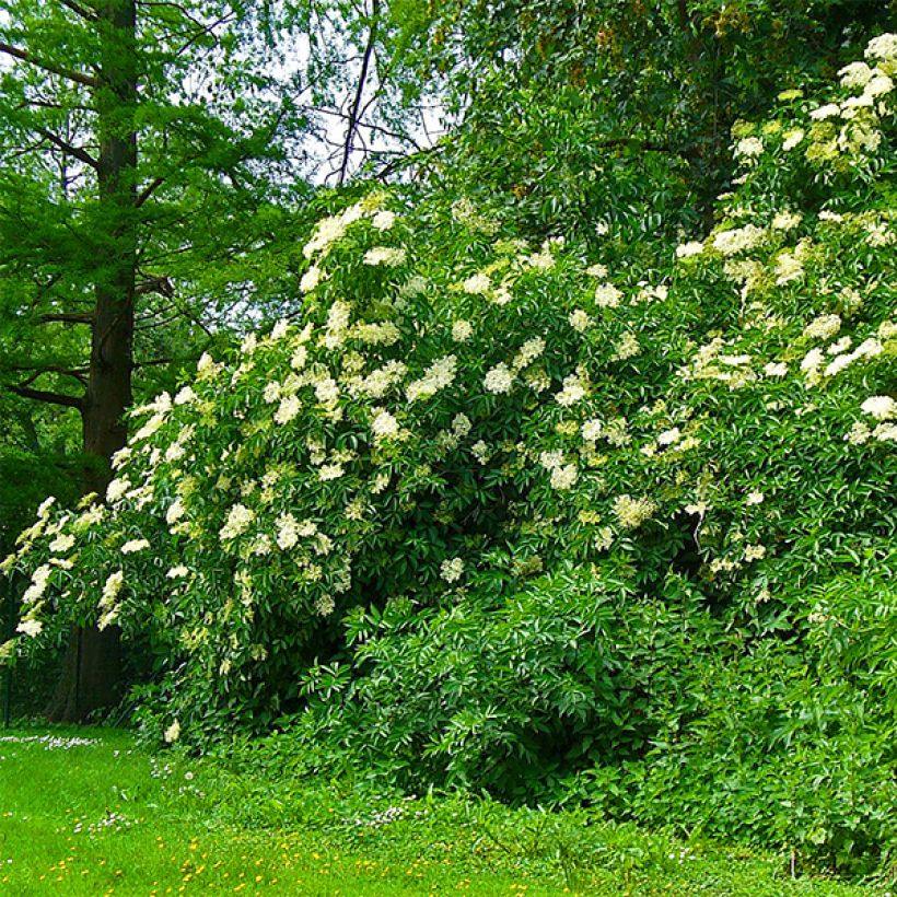 Schwarzer Holunder Korsor - Sambucus nigra (Hafen)