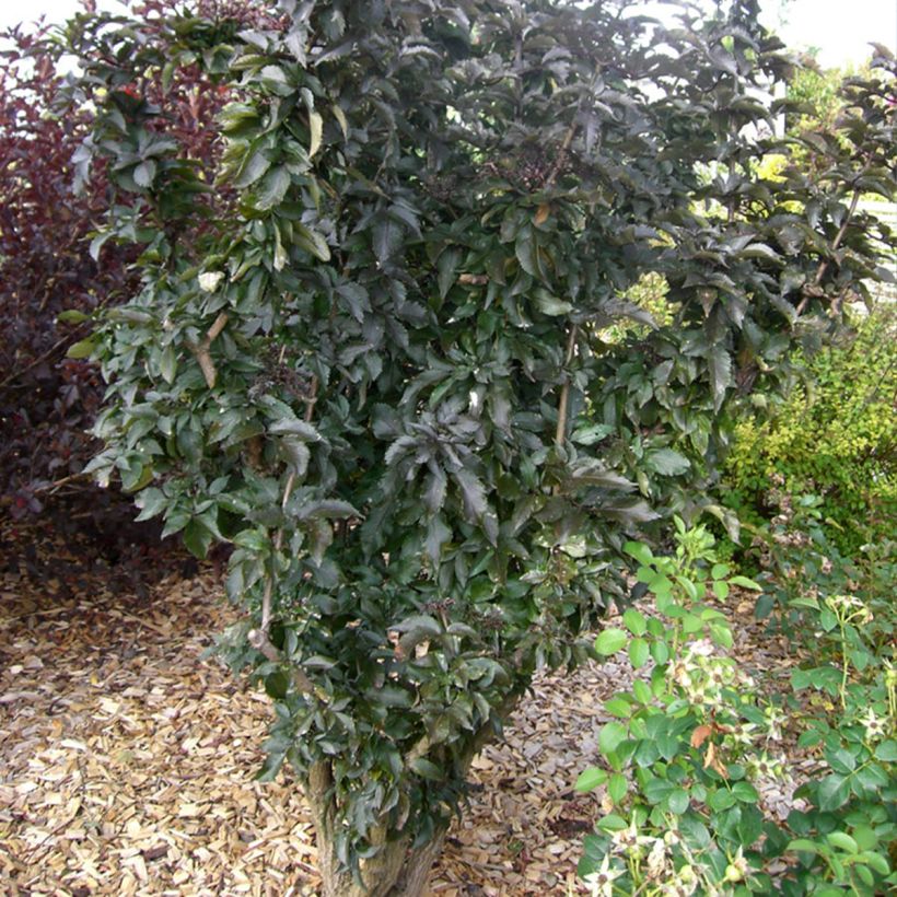 Schwarzer Holunder Black Tower - Sambucus nigra (Hafen)