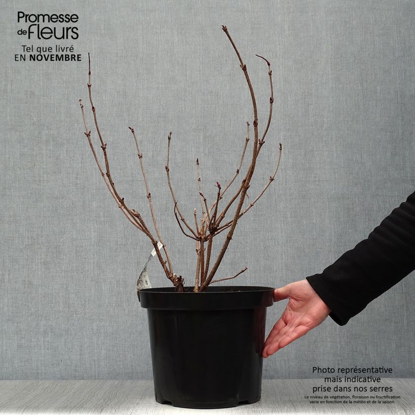 Exemplar von Sureau noir - Sambucus nigra Black Lace (Eva) en pot de 10L wie im Herbst geliefert