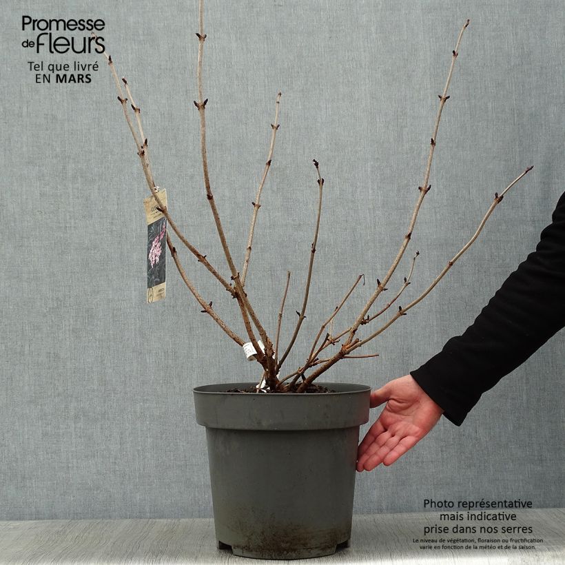 Exemplar von Sureau noir - Sambucus nigra Black Lace (Eva) en pot de 15L wie im Winter geliefert