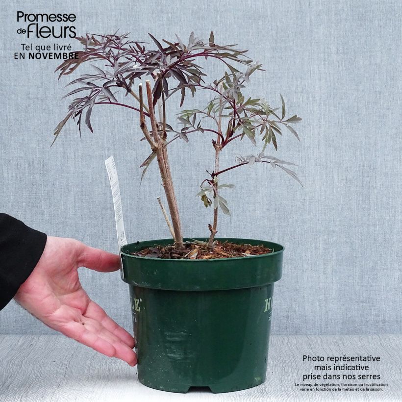 Exemplar von Sureau noir - Sambucus nigra Black Lace (Eva) en pot de 2L wie im Herbst geliefert