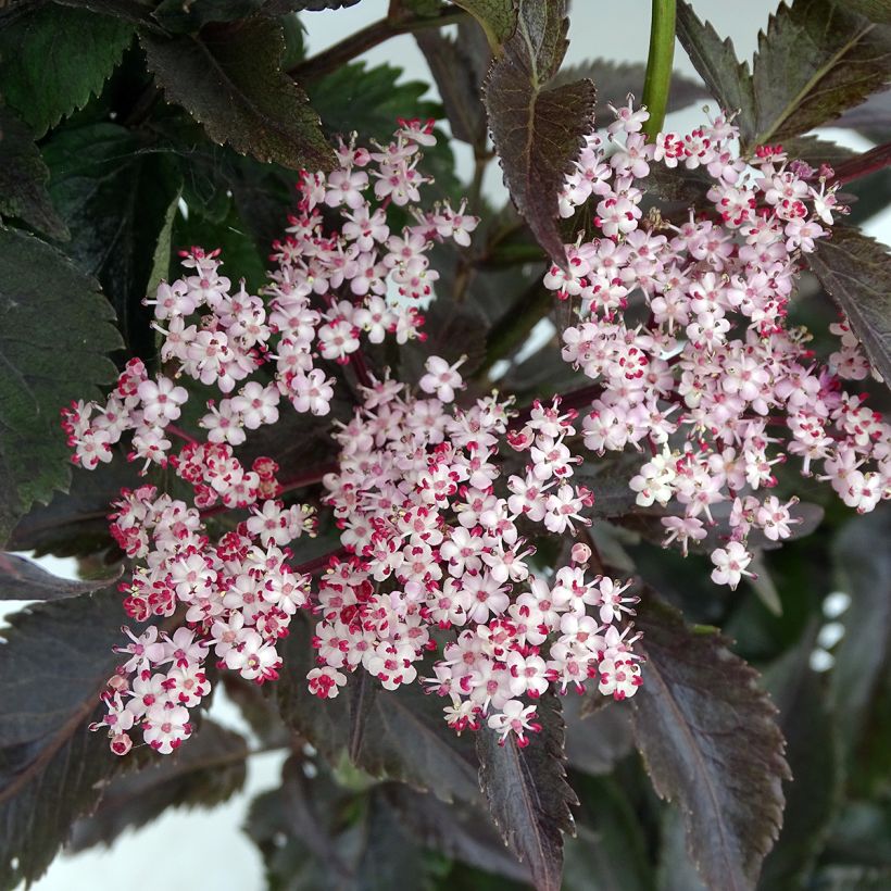 Schwarzer Holunder Black Tower - Sambucus nigra (Blüte)