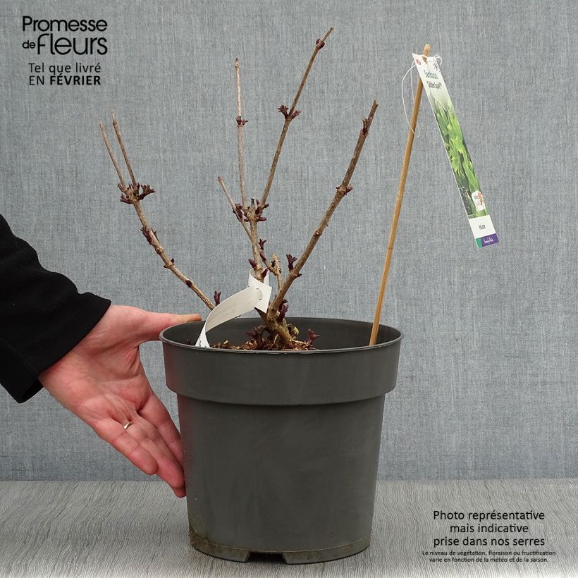 Exemplar von Sureau noir - Sambucus nigra Golden Spark Pot de 3L/4L wie im Winter geliefert