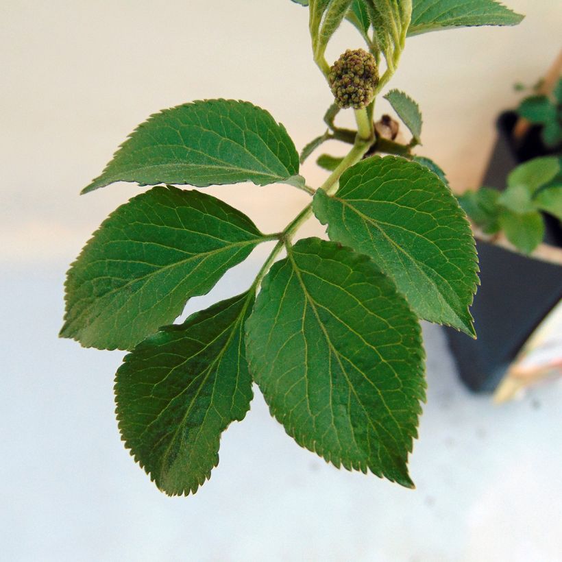 Schwarzer Holunder Haschberg - Sambucus nigra (Laub)