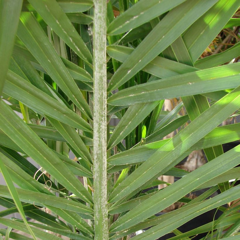 Königin-Palme - Syagrus romanzoffiana (Laub)