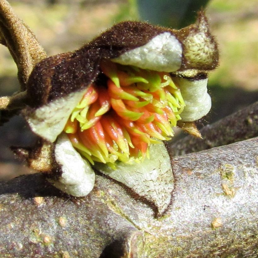 Strauch-Eisenholzbaum Autunno Rosso - Sycoparrotia semidecidua (Blüte)