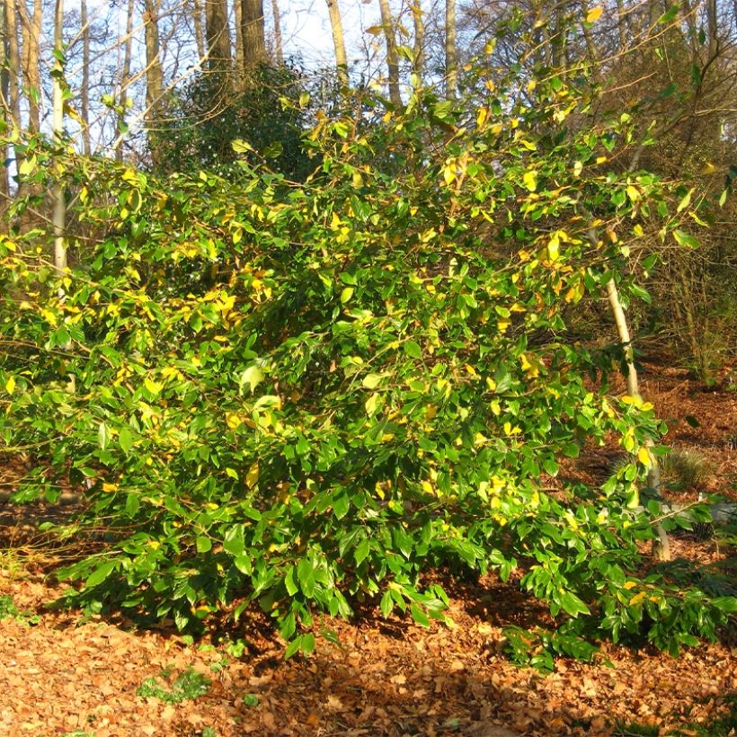 Strauch-Eisenholzbaum Autunno Rosso - Sycoparrotia semidecidua (Hafen)