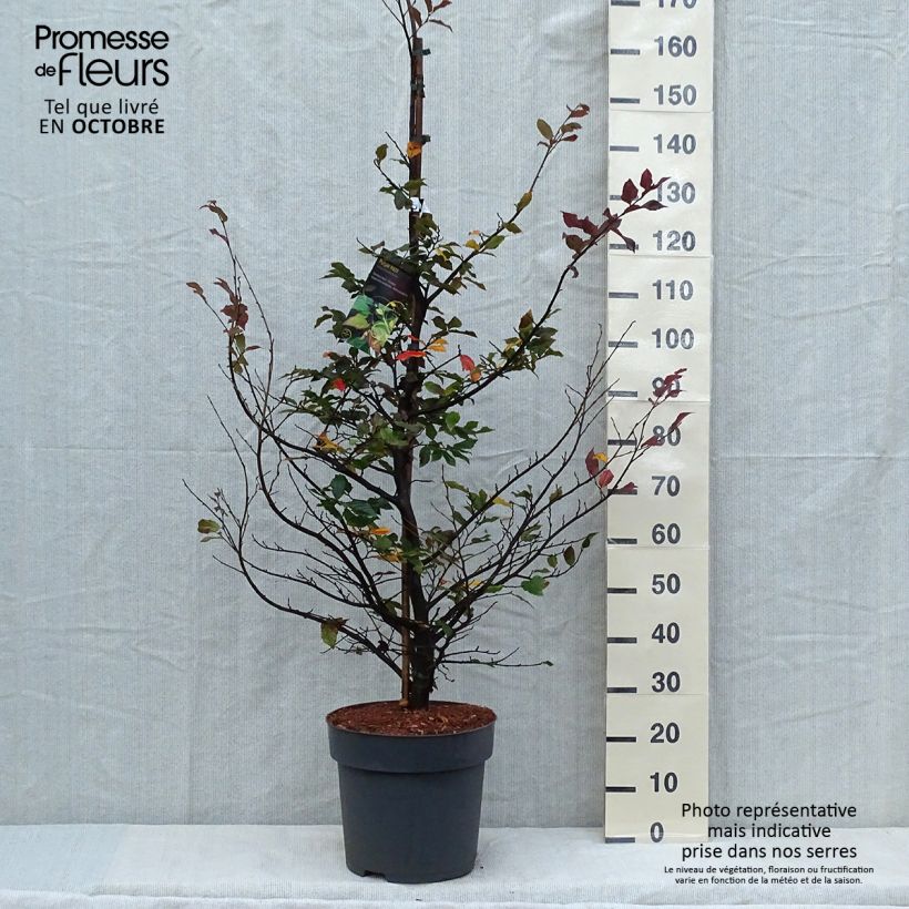 Exemplar von Strauch-Eisenholzbaum Purple Haze - Sycoparrotia semidecidua wie im Herbst geliefert