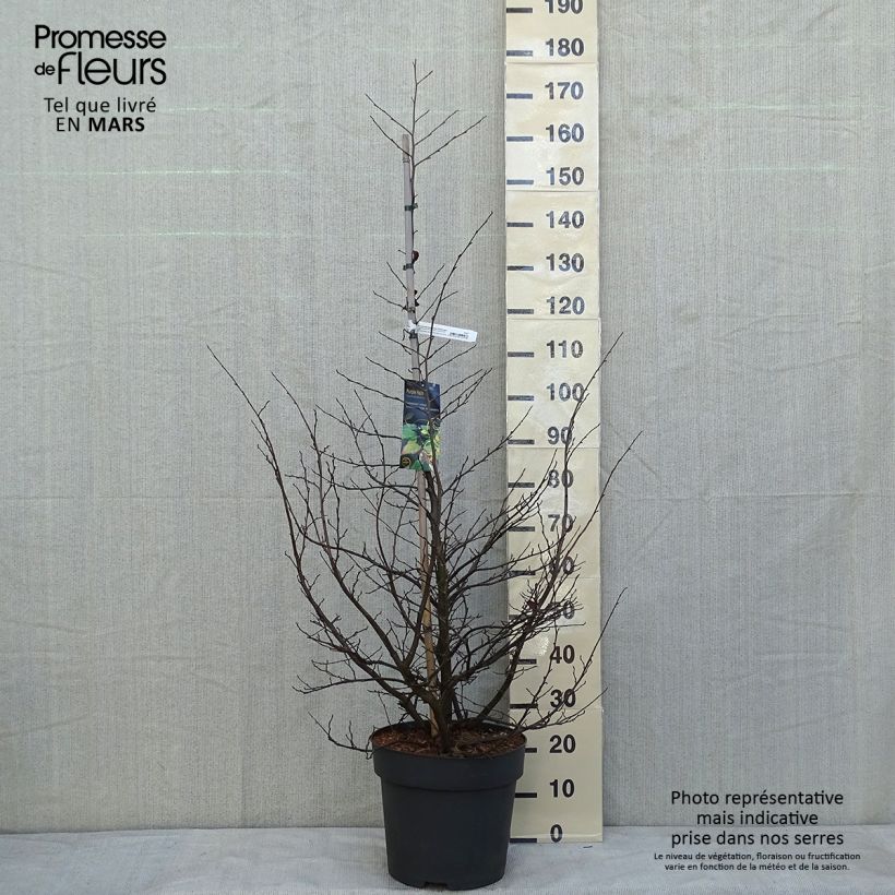 Exemplar von Sycoparrotia semidecidua Purple Haze  Pot de 16.5L wie im Winter geliefert