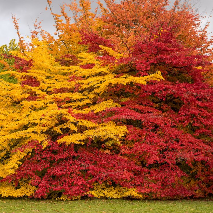 Strauch-Eisenholzbaum Purple Haze - Sycoparrotia semidecidua (Hafen)