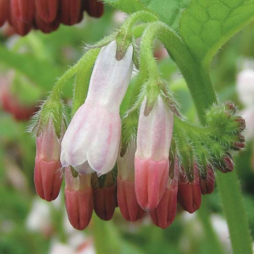 Symphytum grandiflorum Hidcote Pink - Kleiner Kaukasus Beinwell (Blüte)