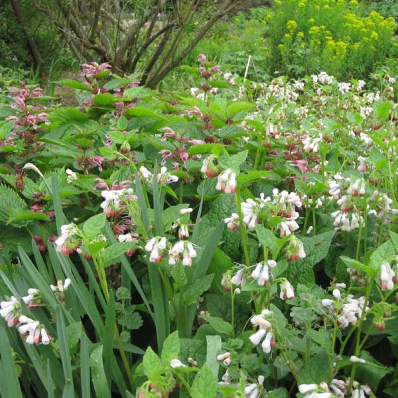 Symphytum grandiflorum Hidcote Pink - Kleiner Kaukasus Beinwell (Hafen)