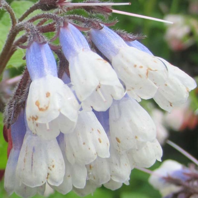 Symphytum grandiflorum Sky Blue Pink - Kleiner Kaukasus Beinwell (Blüte)