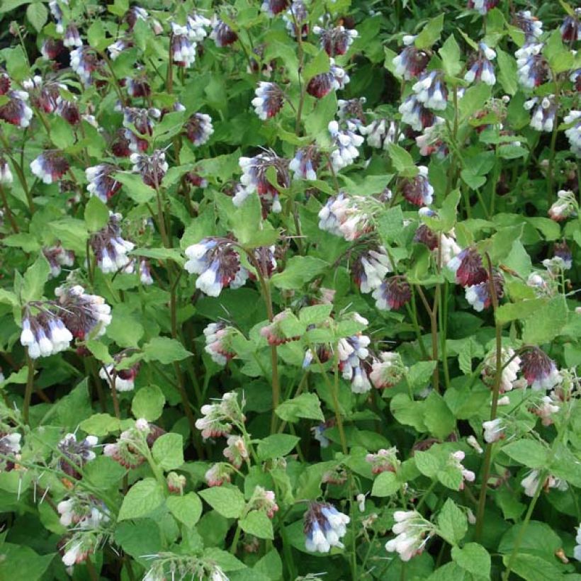 Symphytum grandiflorum Sky Blue Pink - Kleiner Kaukasus Beinwell (Hafen)