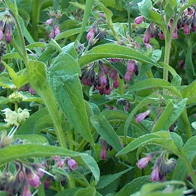 Gemeiner Beinwell - Symphytum officinale (Laub)