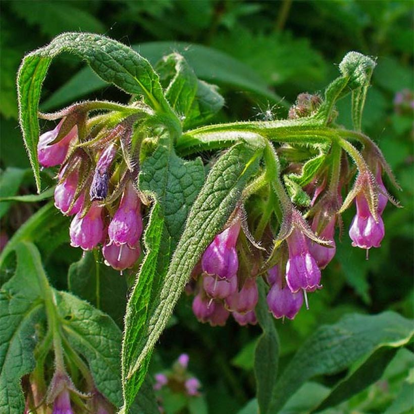 Gemeiner Beinwell - Symphytum officinale (Blüte)