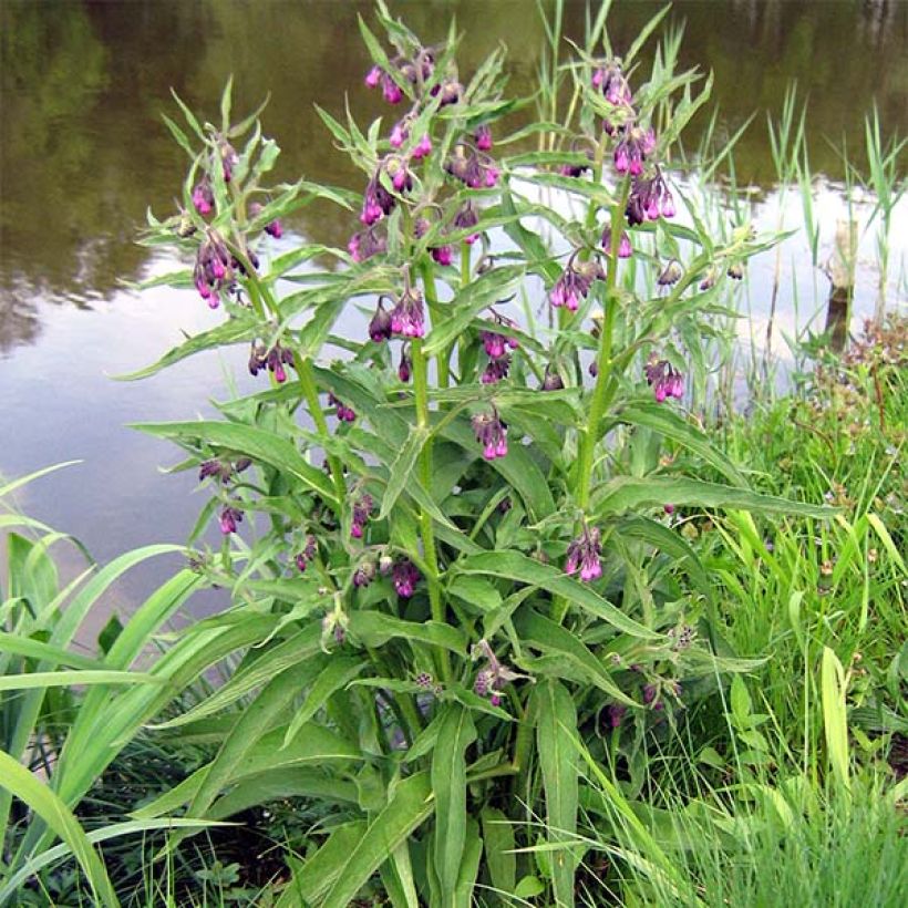 Gemeiner Beinwell - Symphytum officinale (Hafen)