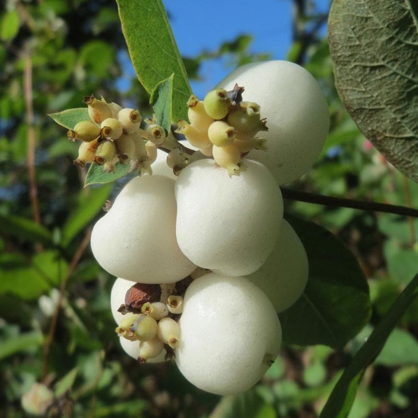 Gewöhnliche Schneebeere - Symphoricarpos albus (Ernte)