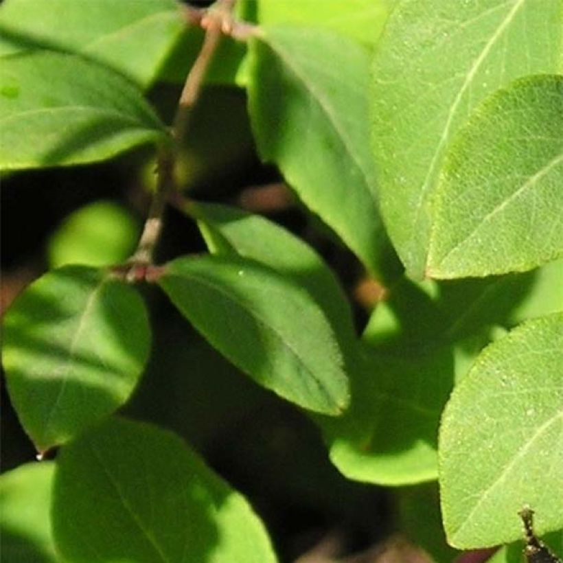 Schneebeere - Symphoricarpos chenaultii (Laub)