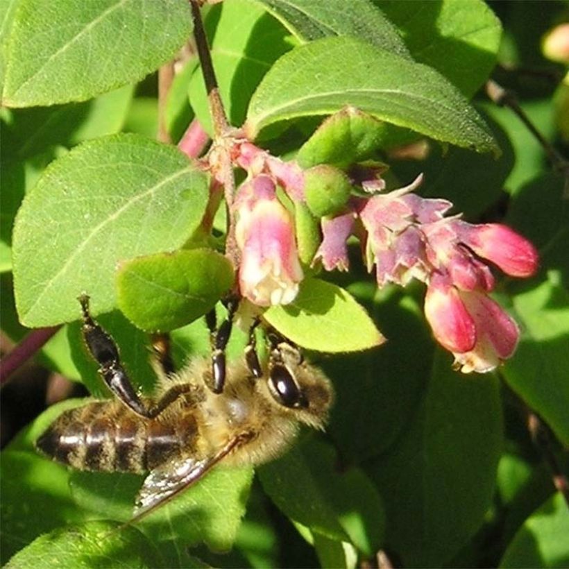 Schneebeere - Symphoricarpos chenaultii (Blüte)