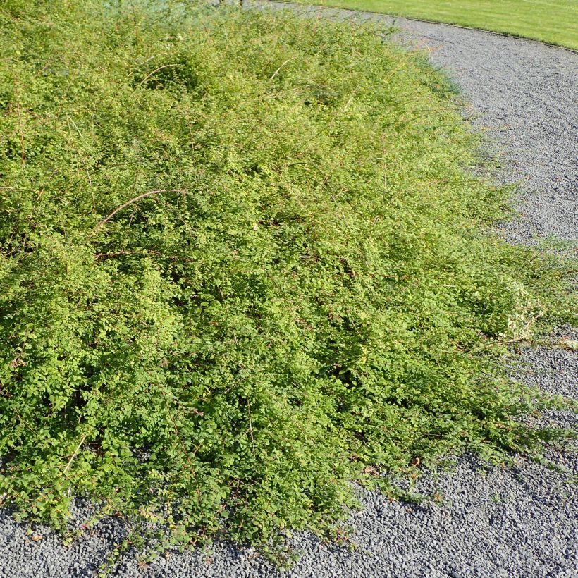 Schneebeere Hancock - Symphoricarpos chenaultii (Hafen)