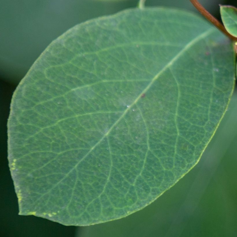 Schneebeere Arvid - Symphoricarpos (Laub)