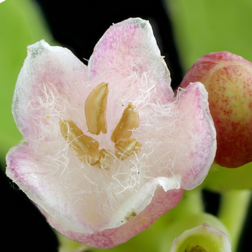 Schneebeere Arvid - Symphoricarpos (Blüte)