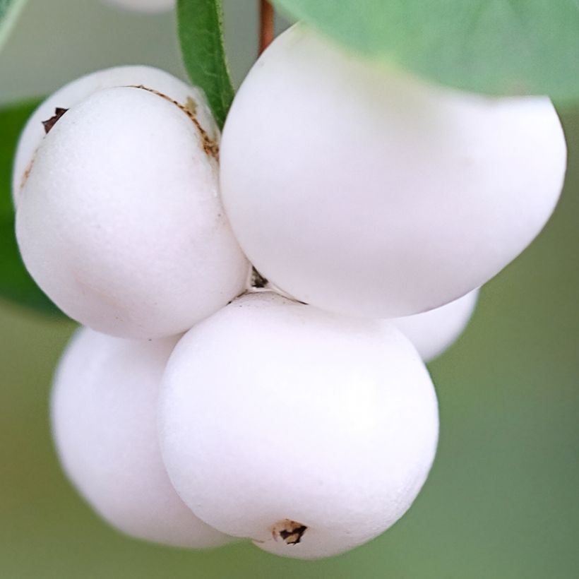 Schneebeere Arvid - Symphoricarpos (Ernte)