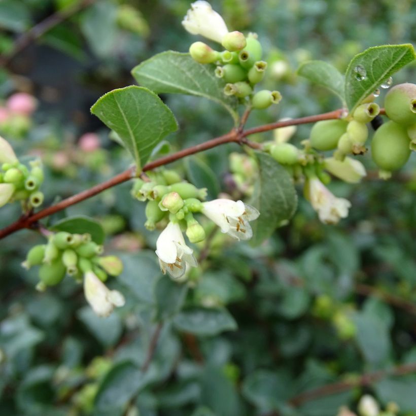 Amethystbeere Amethyst - Symphoricarpos (Blüte)