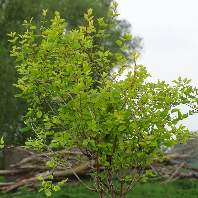 Amethystbeere Amethyst - Symphoricarpos (Hafen)