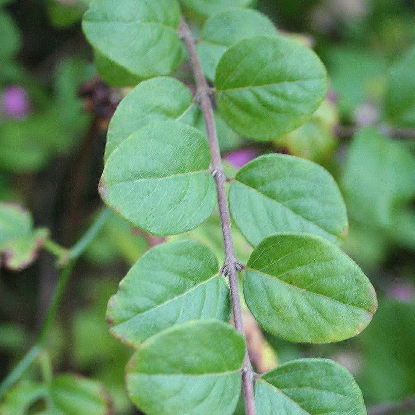 Amethystbeere Magic Berry - Symphoricarpos (Laub)