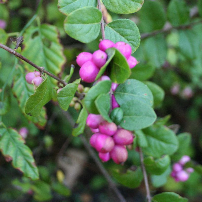 Amethystbeere Magic Berry - Symphoricarpos (Ernte)