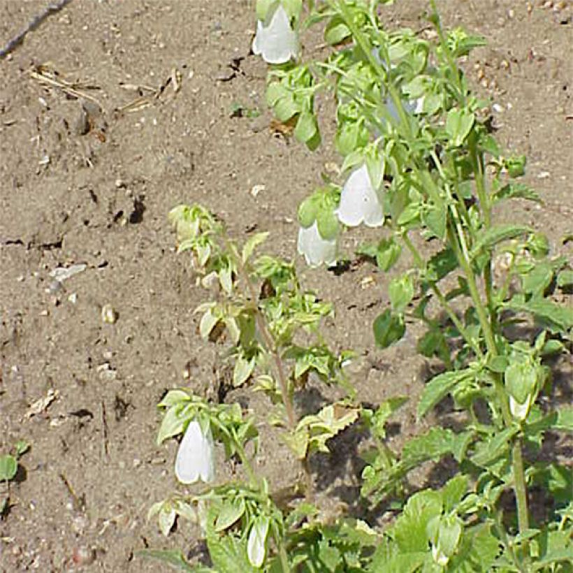 Symphyandra pendula - Steinglocke (Blüte)