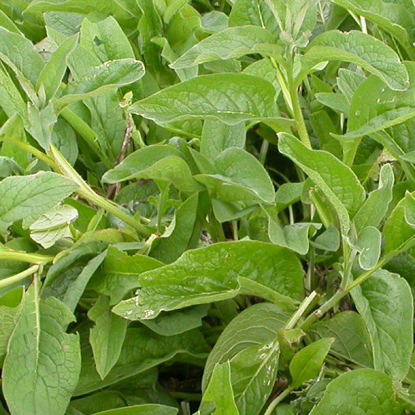 Symphytum azureum - Blauer Beinwell (Laub)