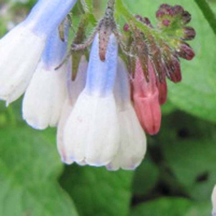 Symphytum grandiflorum Hidcote Blue - Kleiner Kaukasus Beinwell (Blüte)