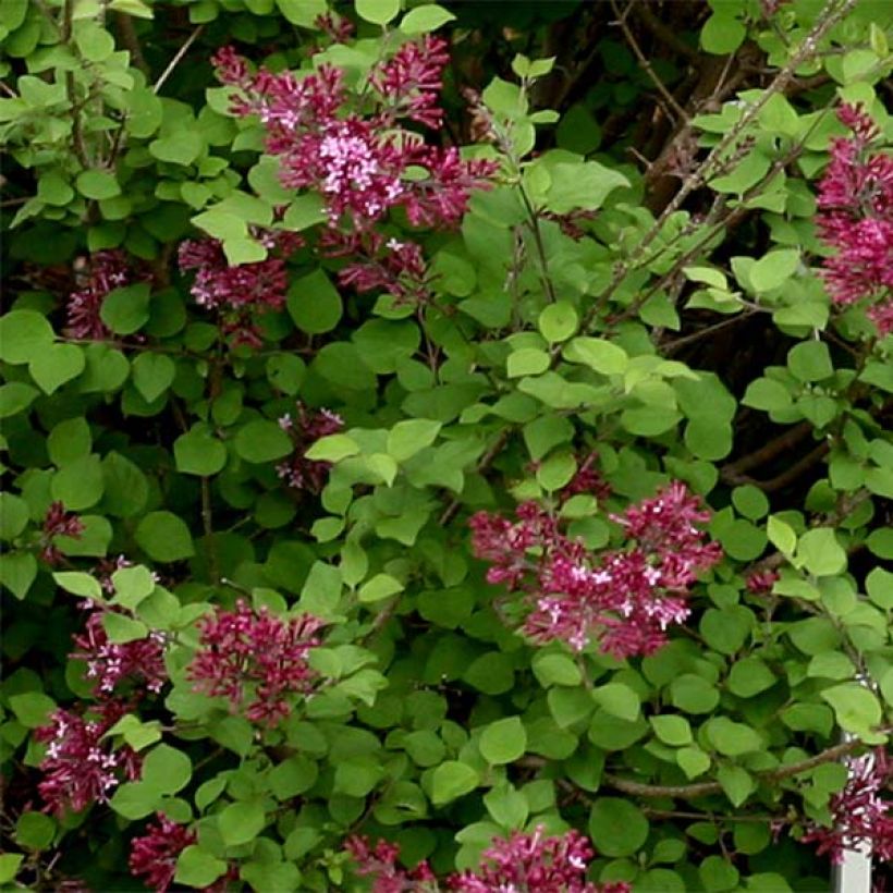 Syringa Bloomerang Dark Purple - Zwerg-Duftflieder (Laub)