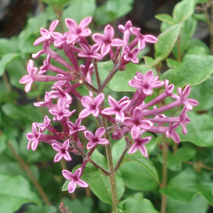 Syringa Bloomerang Dark Purple - Zwerg-Duftflieder (Blüte)