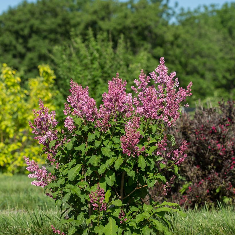 Zwerg-Duftflieder Pinktini™ - Syringa x prestoniae (Hafen)