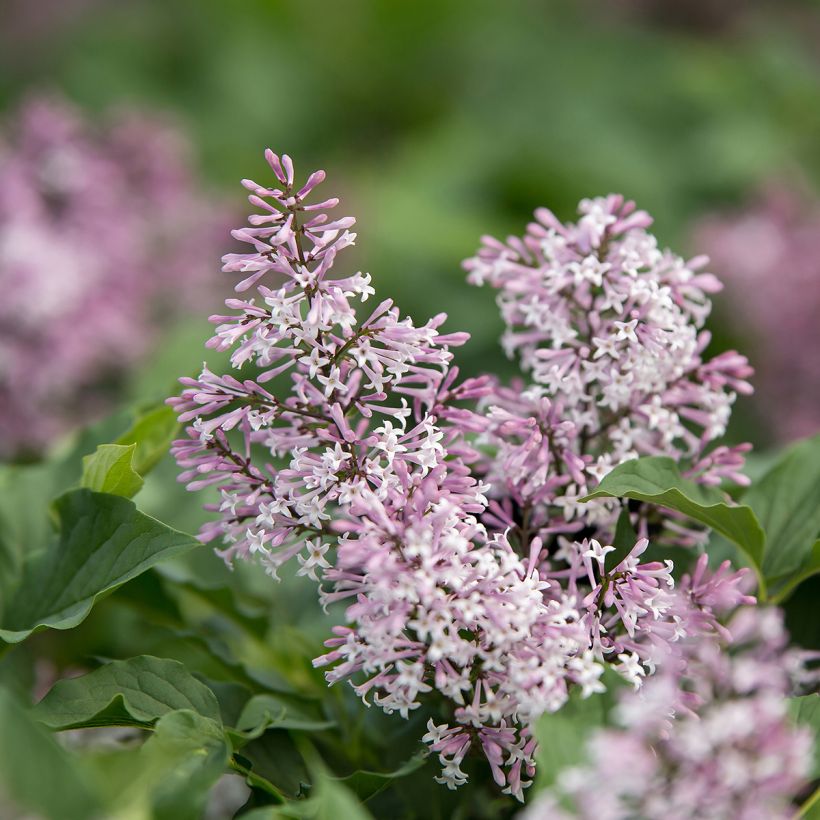 Zwerg-Duftflieder Little Lady™ - Syringa x hybrida (Blüte)