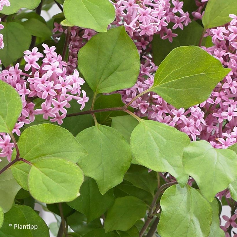 Zwerg-Duftflieder Flowerfesta Pink - Syringa meyeri (Laub)