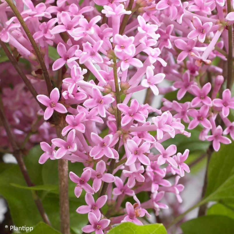 Zwerg-Duftflieder Flowerfesta Pink - Syringa meyeri (Blüte)