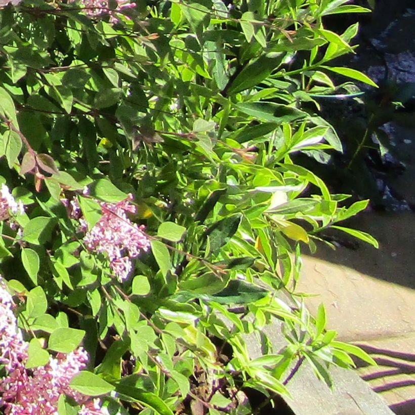 Zwerg-Duftflieder Palibin - Syringa meyeri (Laub)