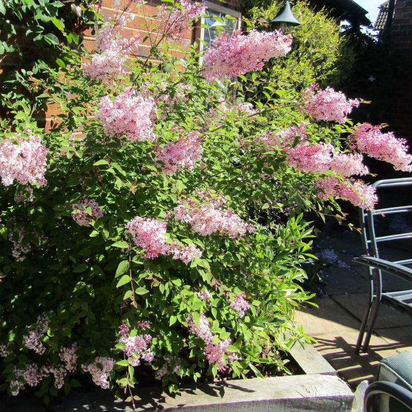 Zwerg-Duftflieder Palibin - Syringa meyeri (Hafen)