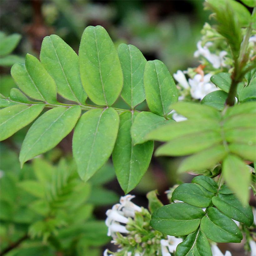 Fiederblättrige Flieder - Syringa pinnatifolia (Laub)