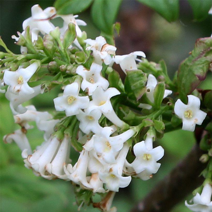 Fiederblättrige Flieder - Syringa pinnatifolia (Blüte)