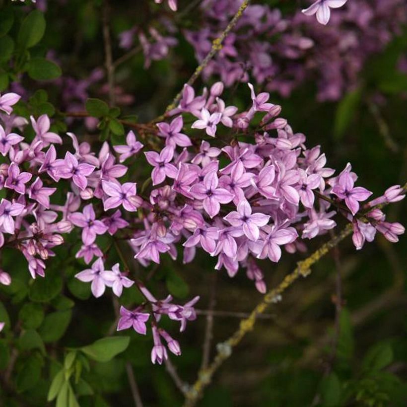 Afghanischer Flieder Kabul - Syringa protolaciniata (Blüte)