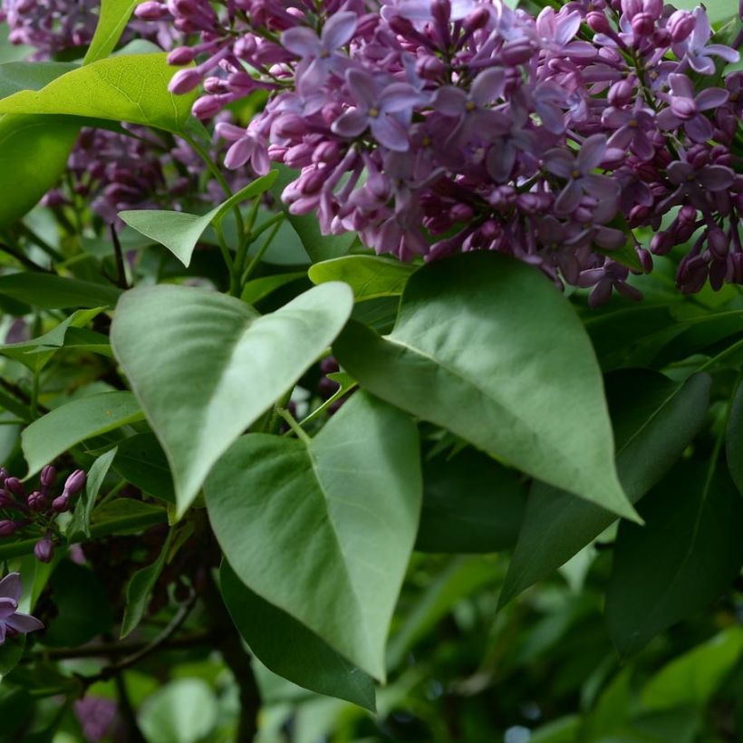 Edelflieder - Syringa vulgaris (Laub)